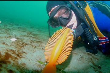 SEA PEN