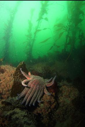 sunflower star under the kelp