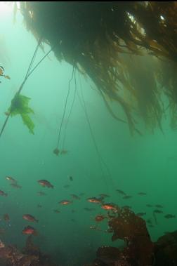 JUVENILE ROCKFISH UNDER KELP