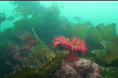 anemone on chain