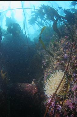 anemone in shallows