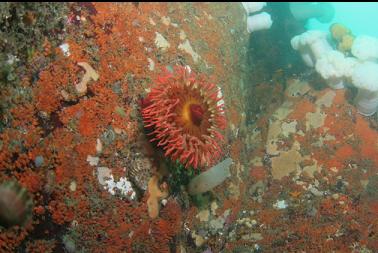 fish-eating anemone on wall