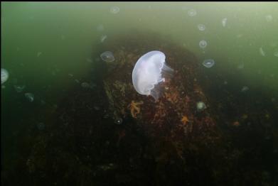 moon jellies