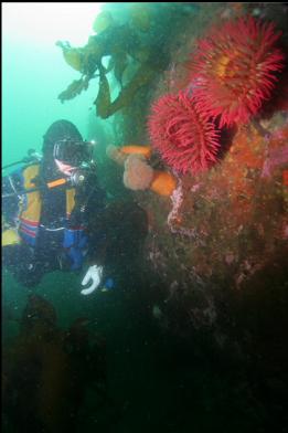 anemones at base of slope