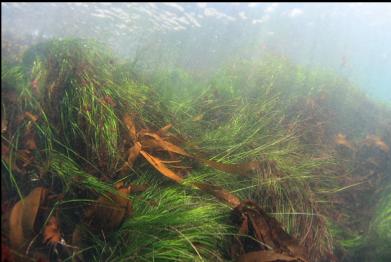 surfgrass