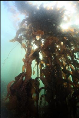 giant kelp