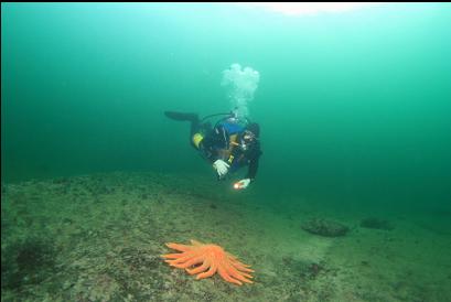 sunflower star on flat sandstone