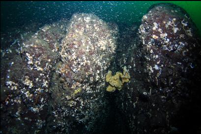 another cloud sponge in crack with school of shrimp