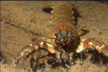 crayfish