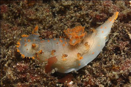 clown nudibranch