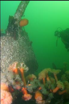 ANEMONES ON ROPE NEXT TO BLOCKS