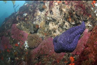 seastar and anemones