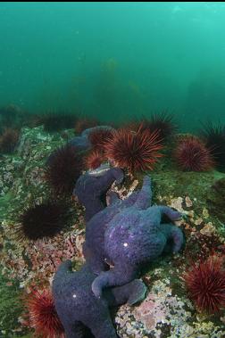seastars and urchins in shallows