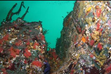 soft corals near top of wall