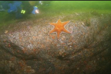 seastar on wall