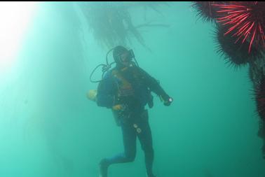 kelp behind urchins