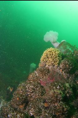 yellow staghorn bryozoan on second dive