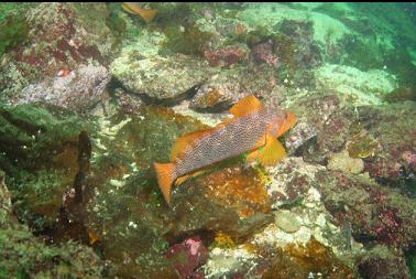 kelp greenling