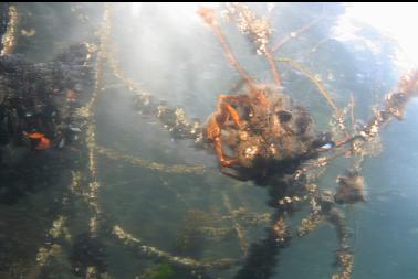 kelp crab on branch