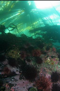 urchins under kelp