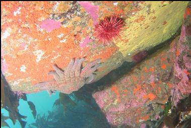 colourful side of shallow boulder