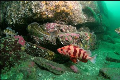 tiger rockfish