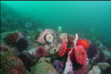 fish-eating anemones in rubble area