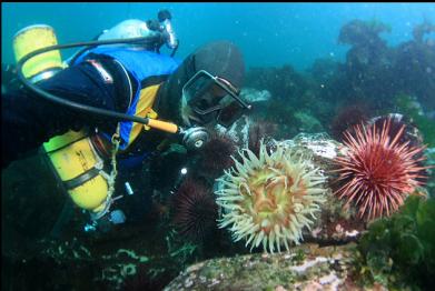 fish-eating anemone