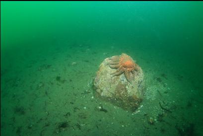 sunflower star on boulder