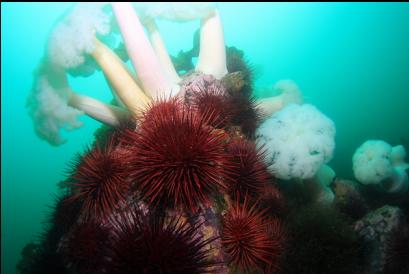urchins and anemones