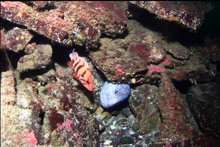 male wolfeel and tiger rockfish