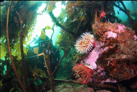 fish-eating anemones