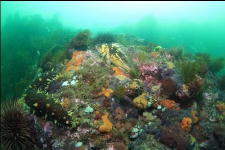 copper rockfish