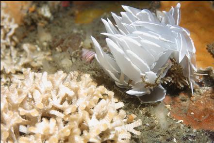 nudibranch and bryozoan