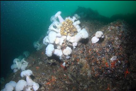 anemones 80 feet deep