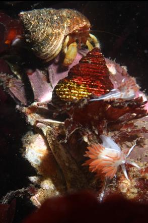 nudibranchs, snail and hermit crab