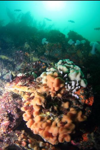 tunicate colonies