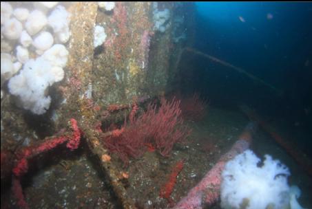 gorgonians and anemones