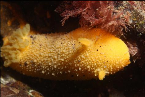 nudibranch