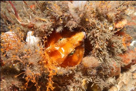 grunt sculpin