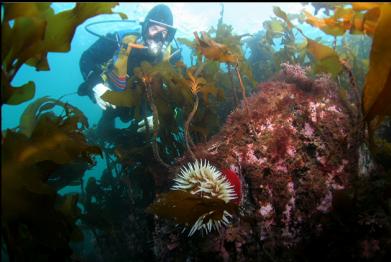 fish-eating anemone