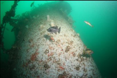 rockfish around funnel