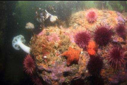 seastar, urchins, plumose anemone, etc under the kelp