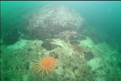 sunflower stars next to reef