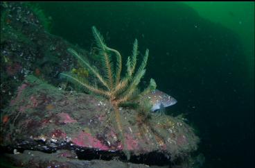 FEATHER STAR AND KELP GREENLING