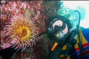 ANOTHER FISH-EATING ANEMONE