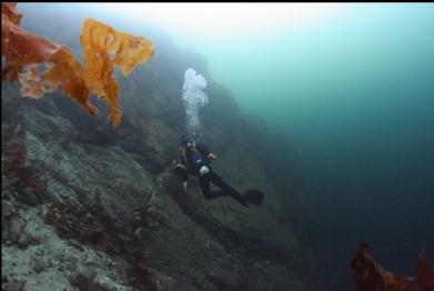 custom white-balanced photo with kelp drifting in the way