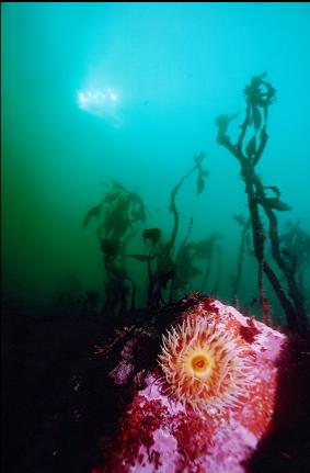 FISH-EATING ANEMONE