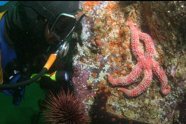 seastar on first dive