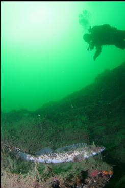 LINGCOD